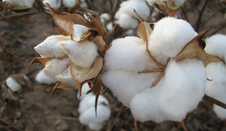 The Evolution of Cotton - Part One