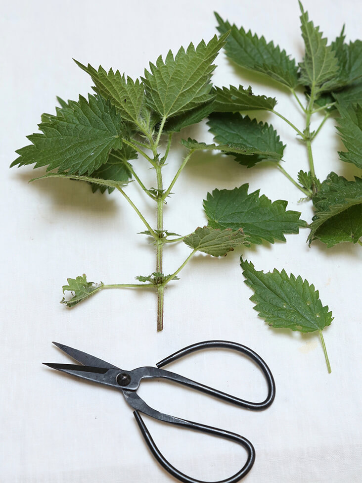 HOW TO MAKE NATURAL DYE WITH NETTLE, ORGANIC COLOR, GREEN BEIGE BROWN